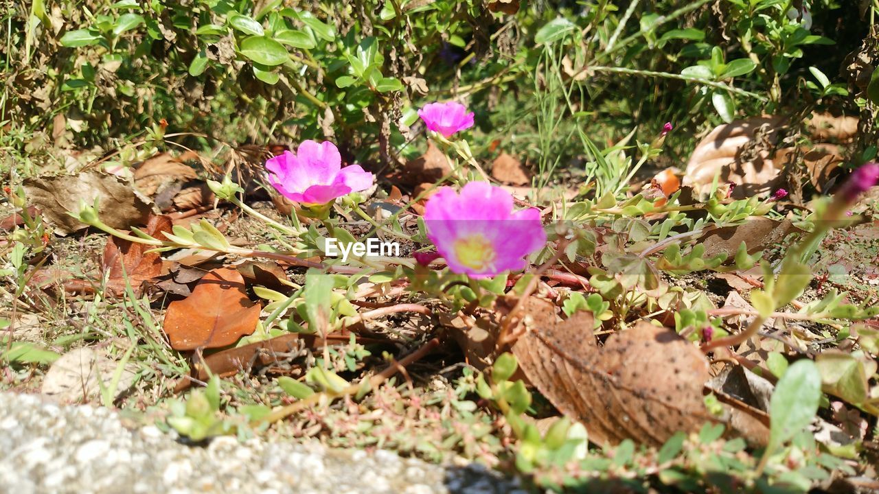 FLOWER BLOOMING ON FIELD