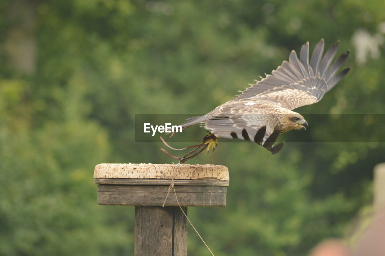 CLOSE-UP OF EAGLE FLYING AGAINST TREES