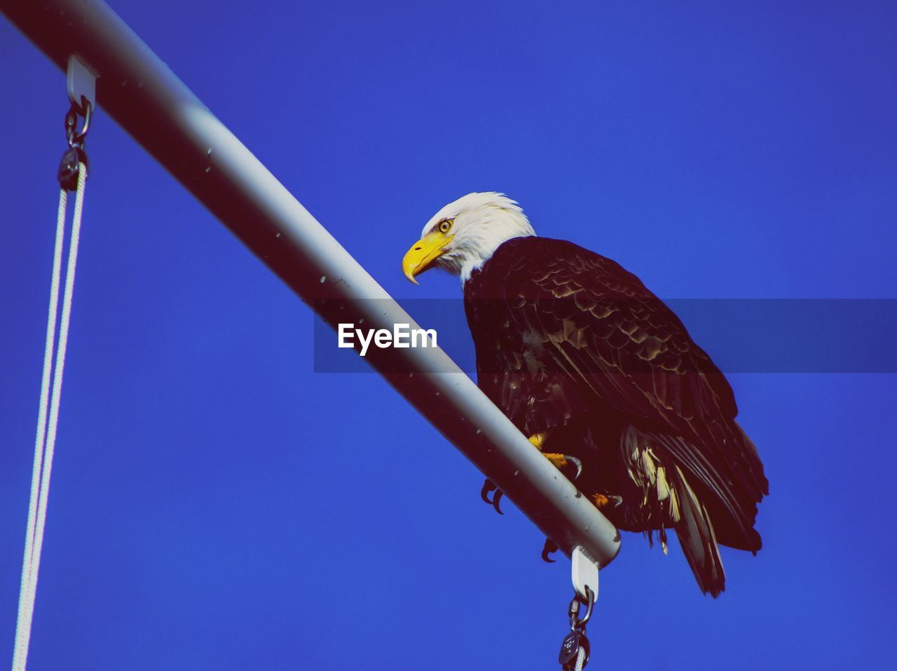 Low angle view of eagle perching on metal against blue sky