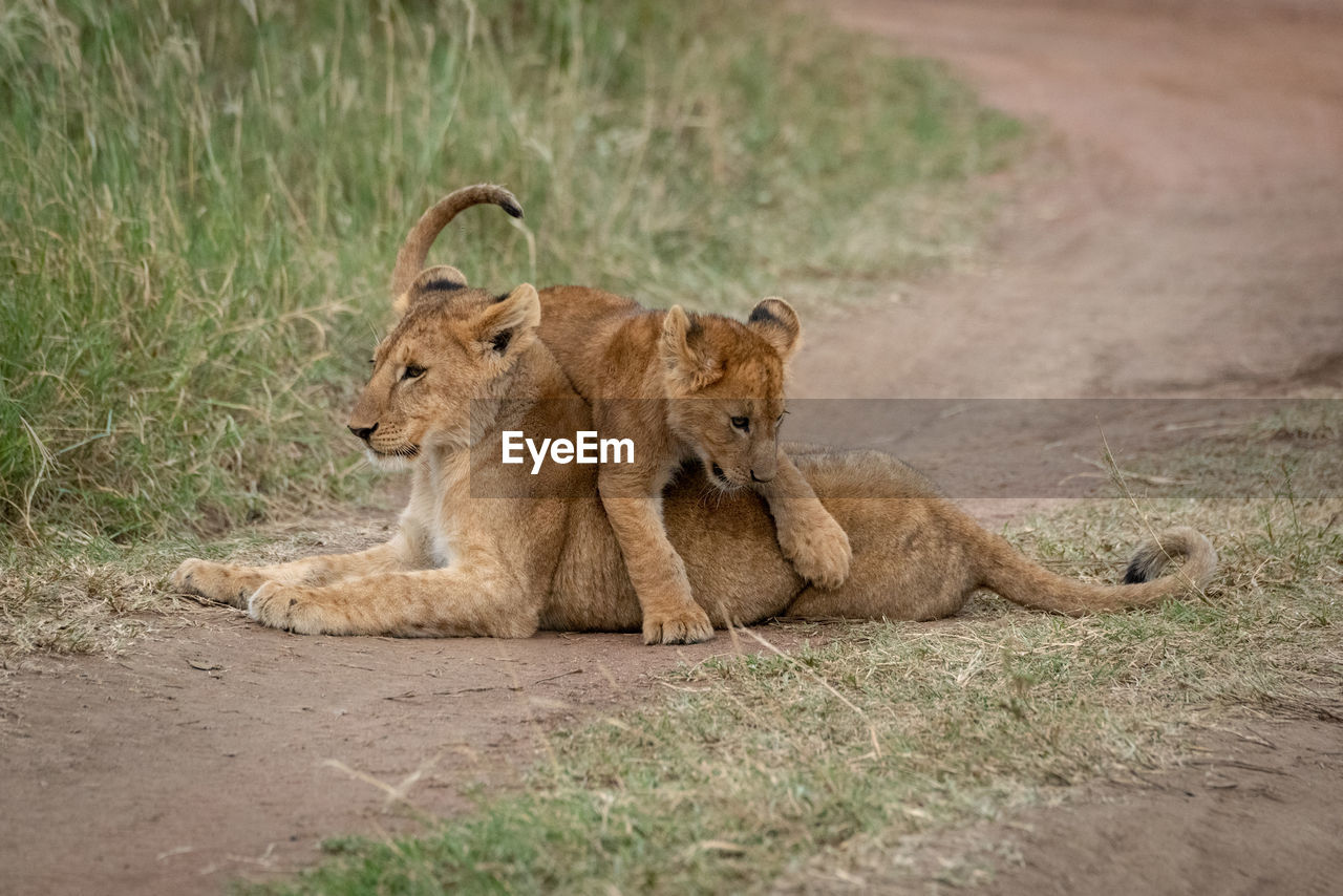 Lion cub steps over another on track