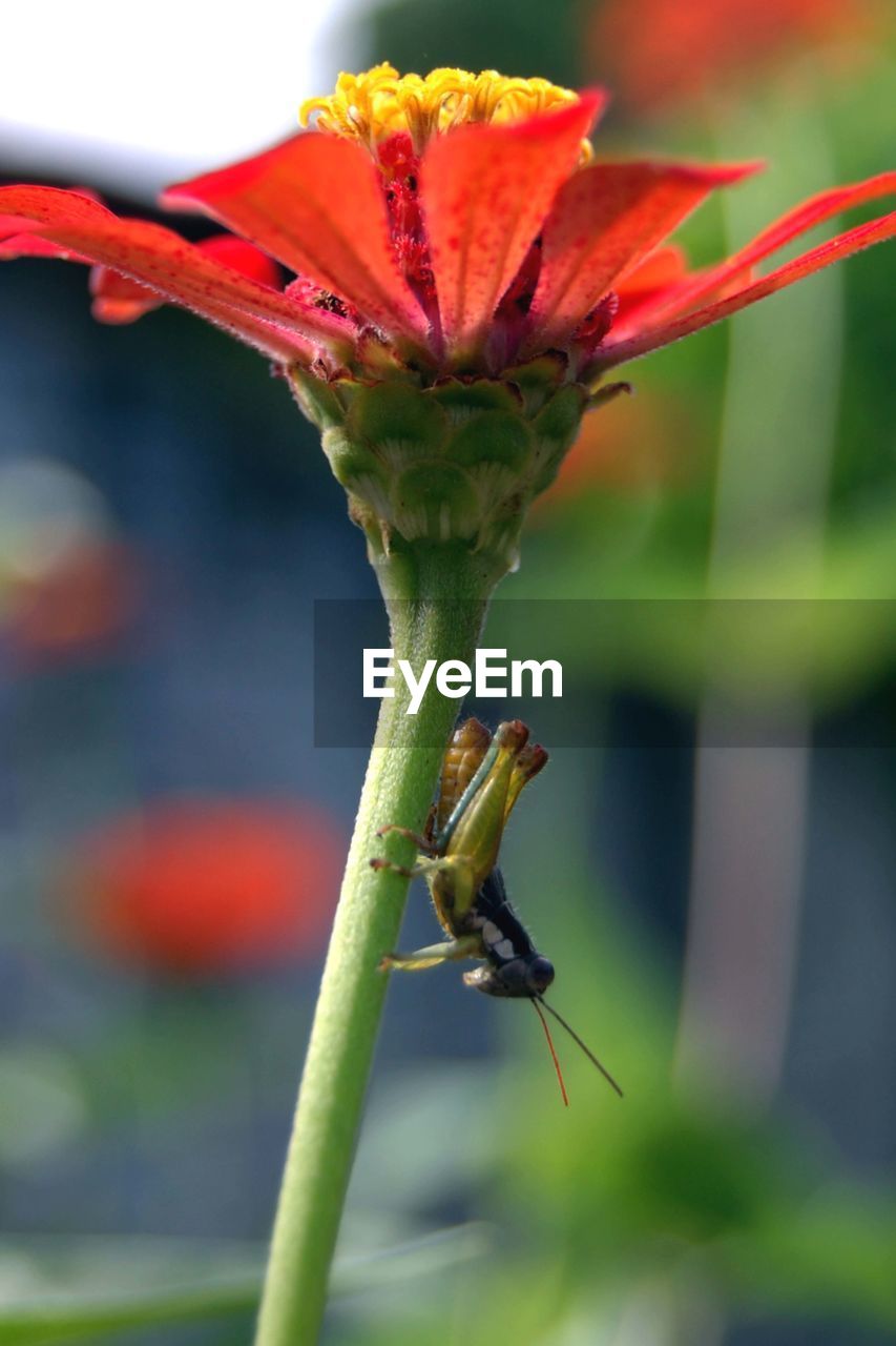 CLOSE-UP OF INSECT ON STEM