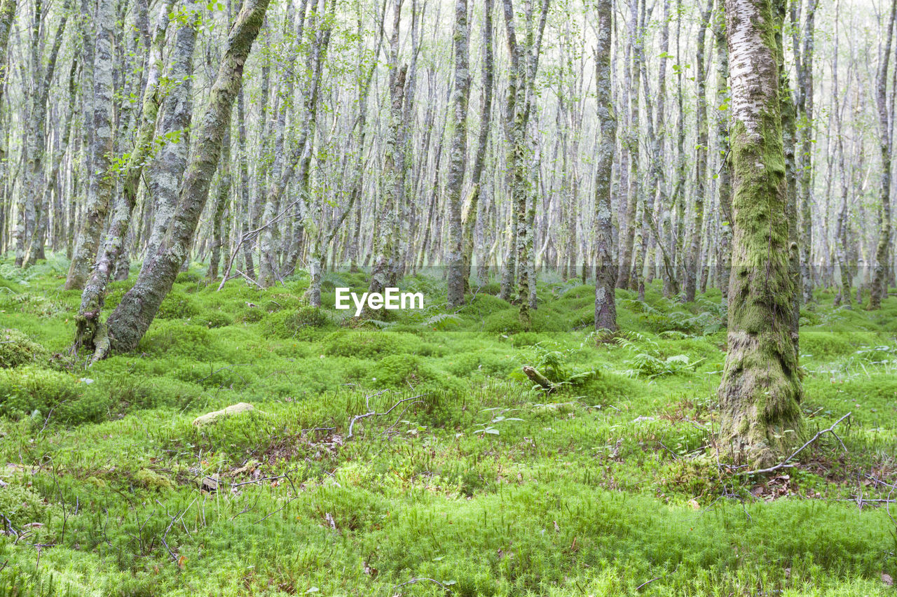 Trees in forest