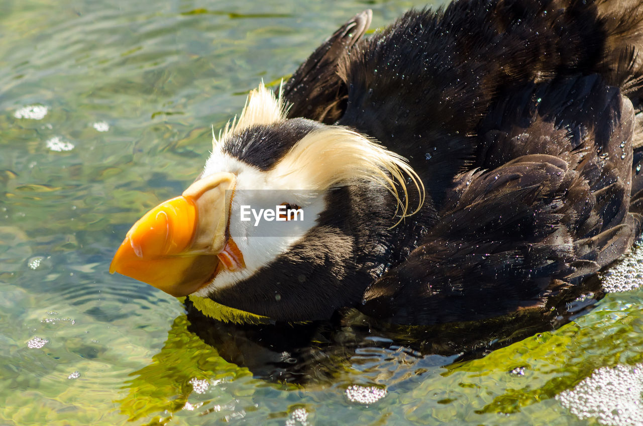 Close-up of tufted puffin in lake