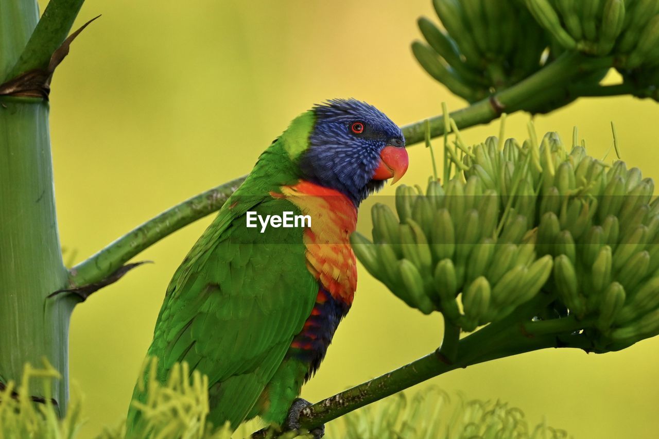 Close-up of a rainbow lorikeet parrot perching on plant drinking nectar from a flower