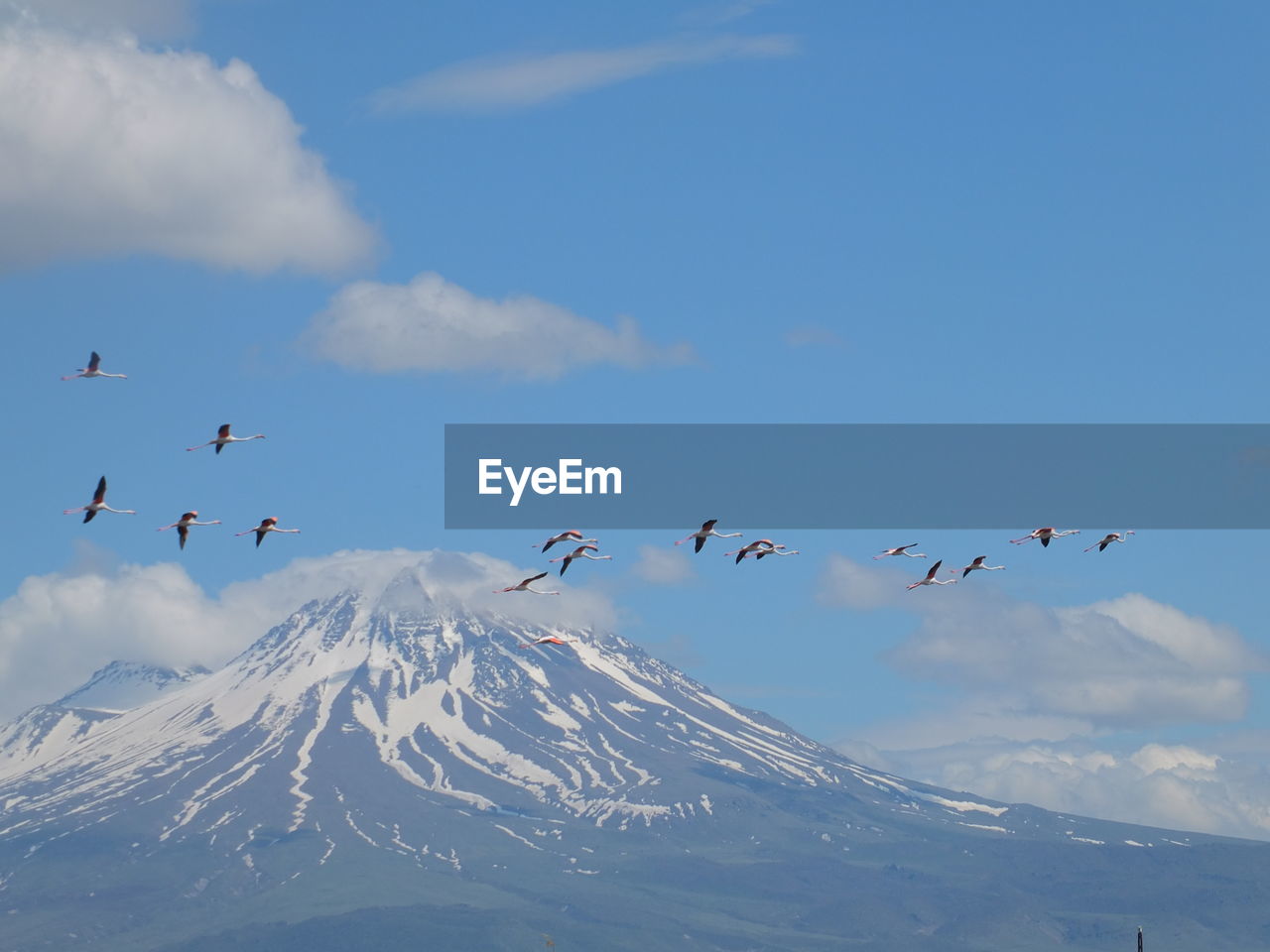 Flock of birds flying over snowcapped mountains against sky