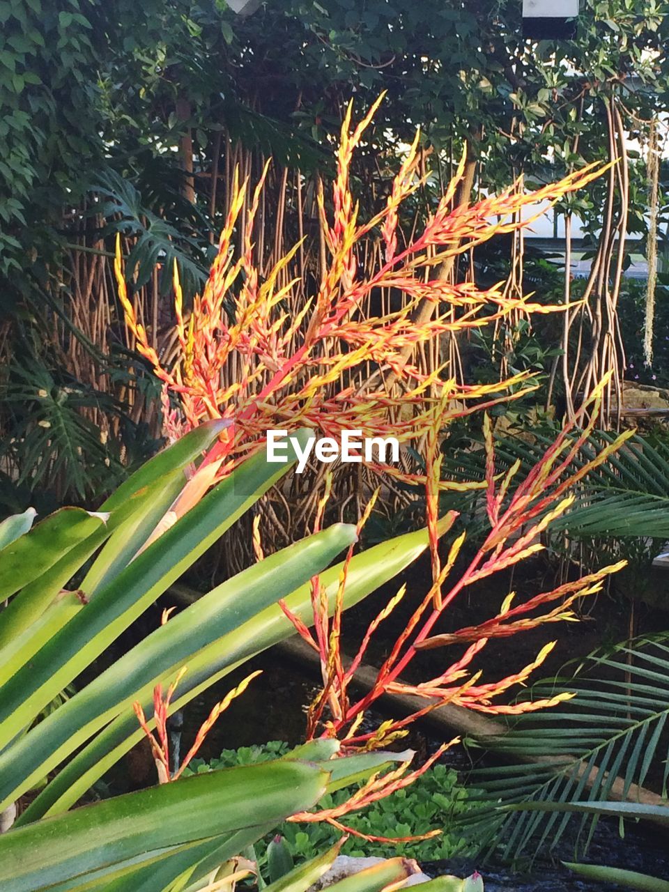 PLANTS AT NIGHT