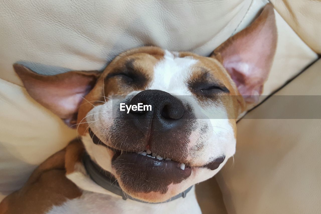 Close-up of dog sleeping on sofa at home