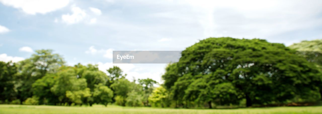 SCENIC VIEW OF TREES GROWING ON FIELD AGAINST SKY