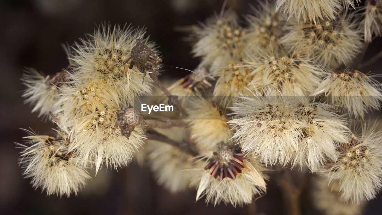 CLOSE-UP OF WILTED FLOWERS AGAINST BLURRED BACKGROUND