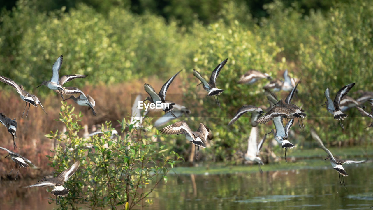BIRDS FLYING ABOVE LAKE