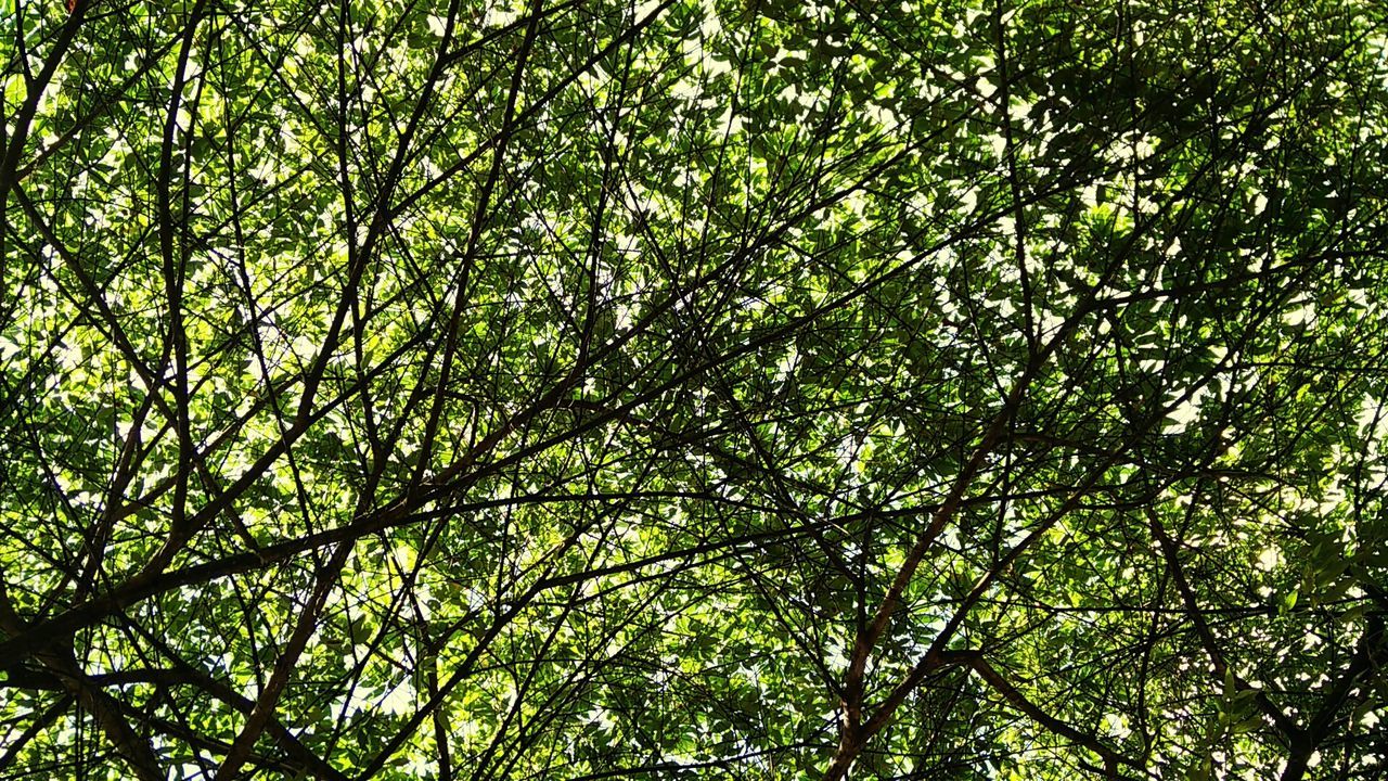 LOW ANGLE VIEW OF TREES