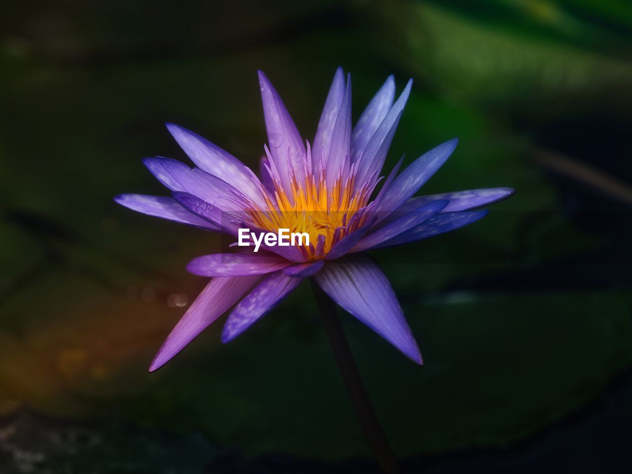 Purple water lily flower outdoors in nature