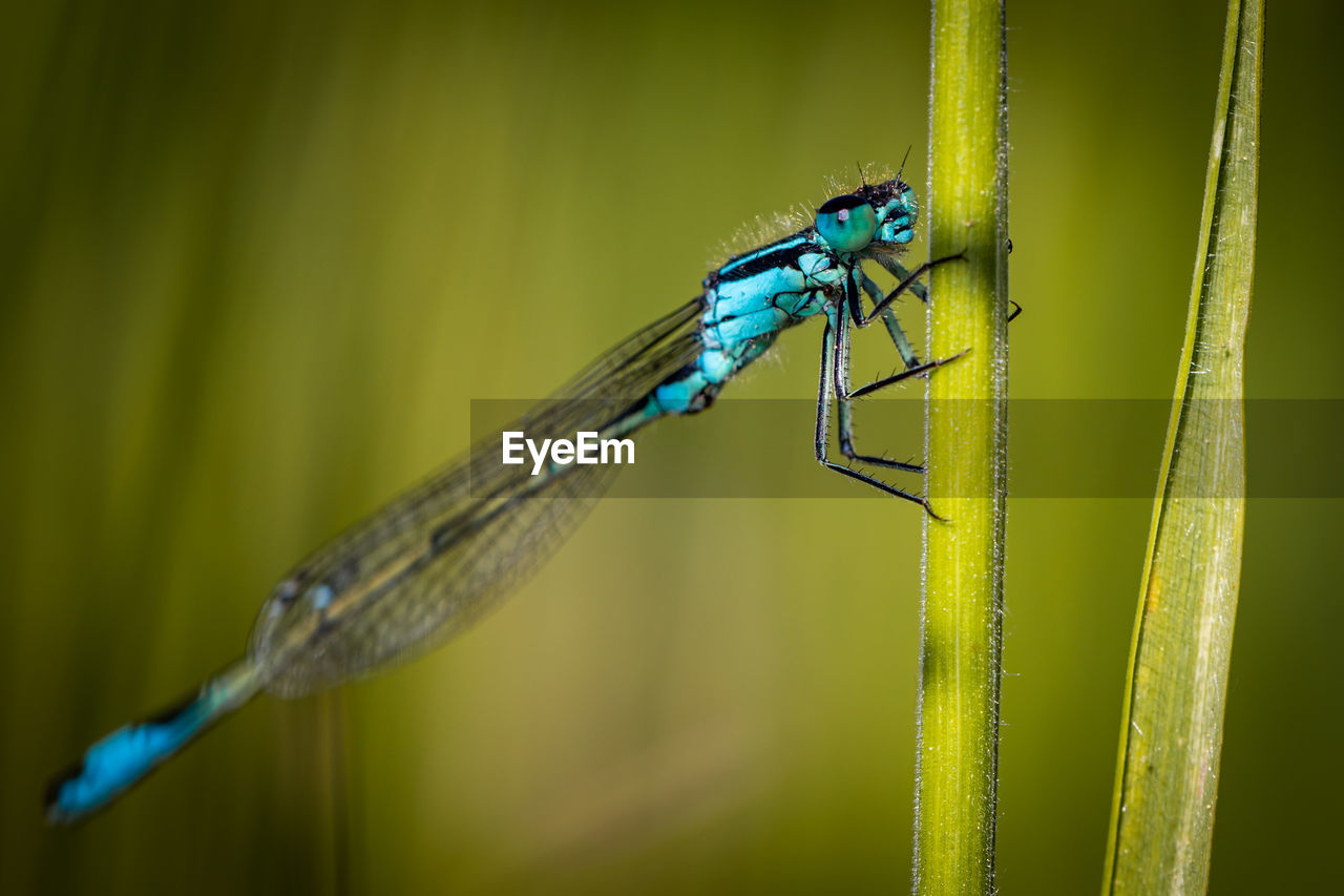 CLOSE-UP OF INSECT ON GREEN PLANT