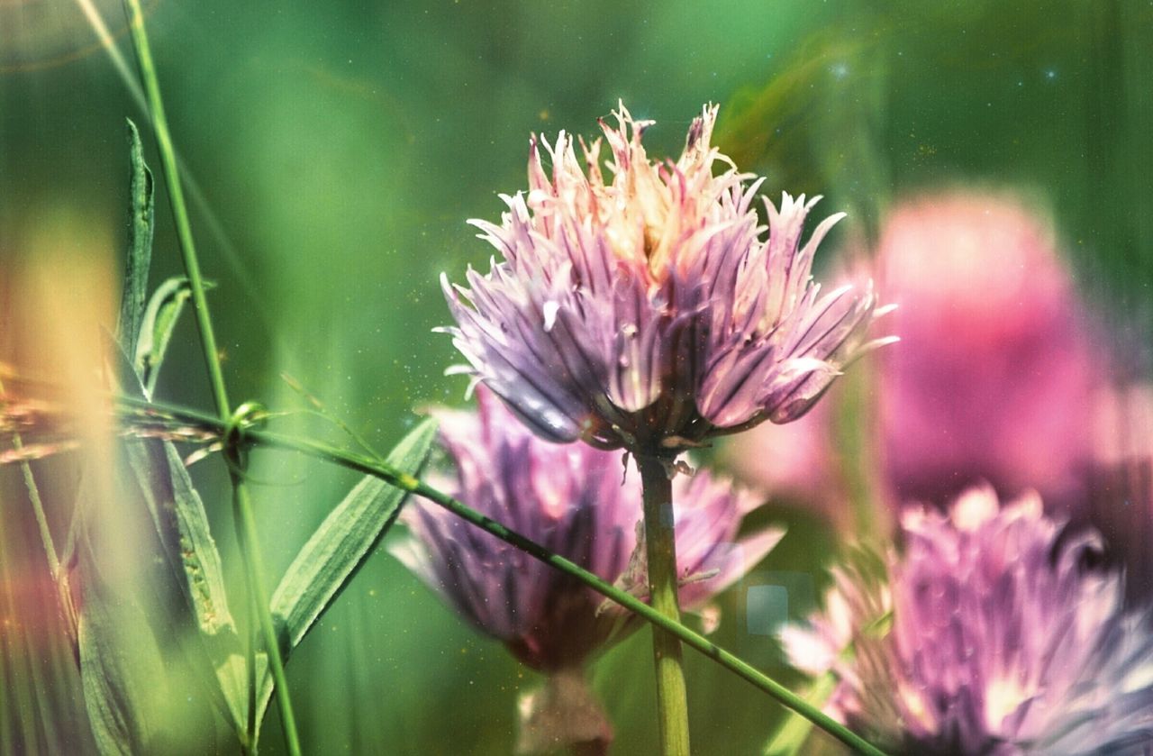 CLOSE-UP OF THISTLE IN WATER