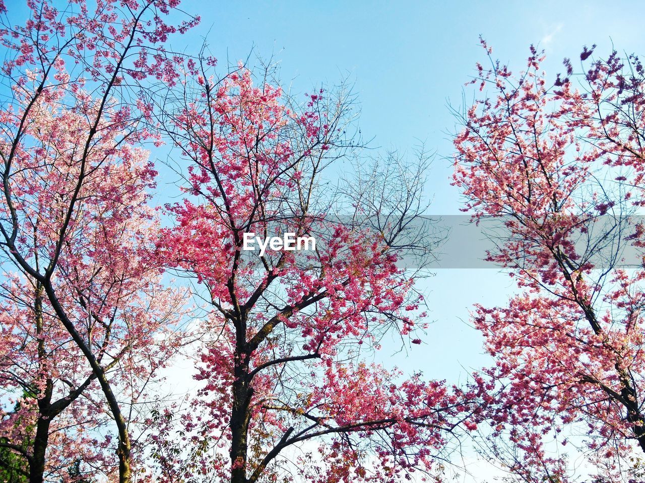 Low angle view of flower tree against clear sky