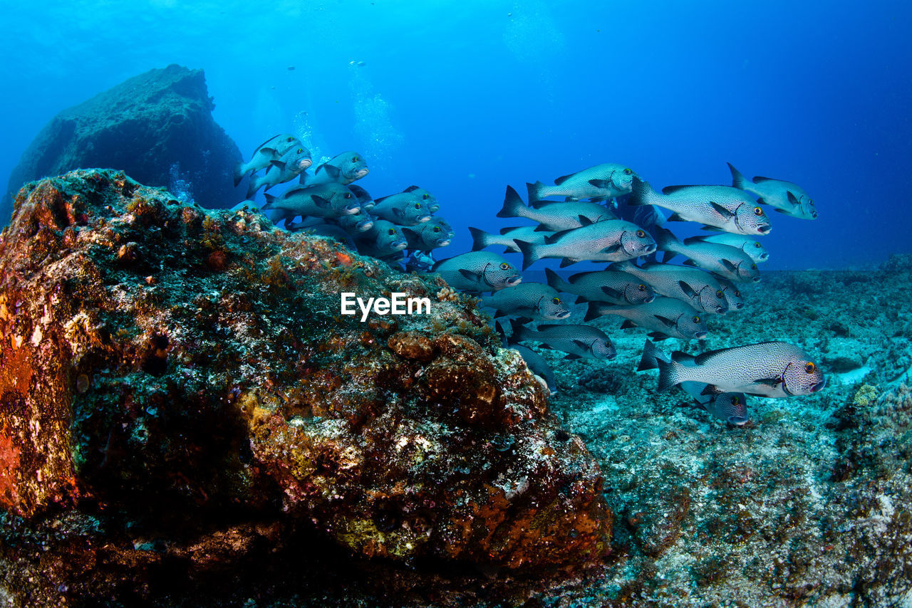 Fish swimming in sea