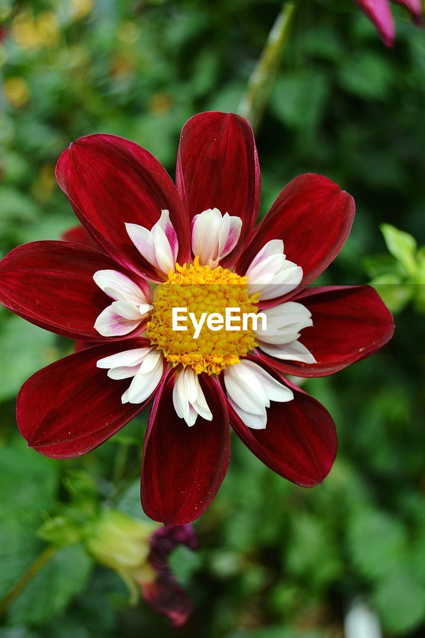 CLOSE-UP OF RED FLOWER BLOOMING