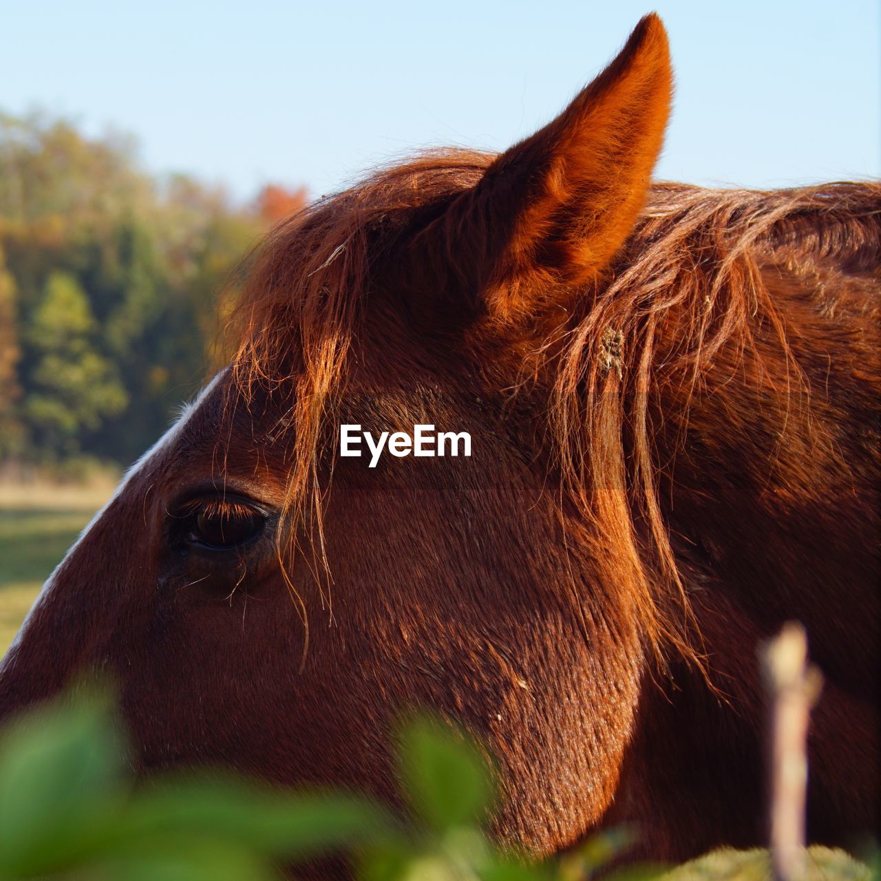 Close-up of a horse