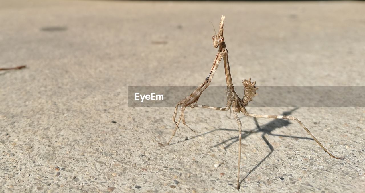 CLOSE-UP OF GRASSHOPPER ON LAND