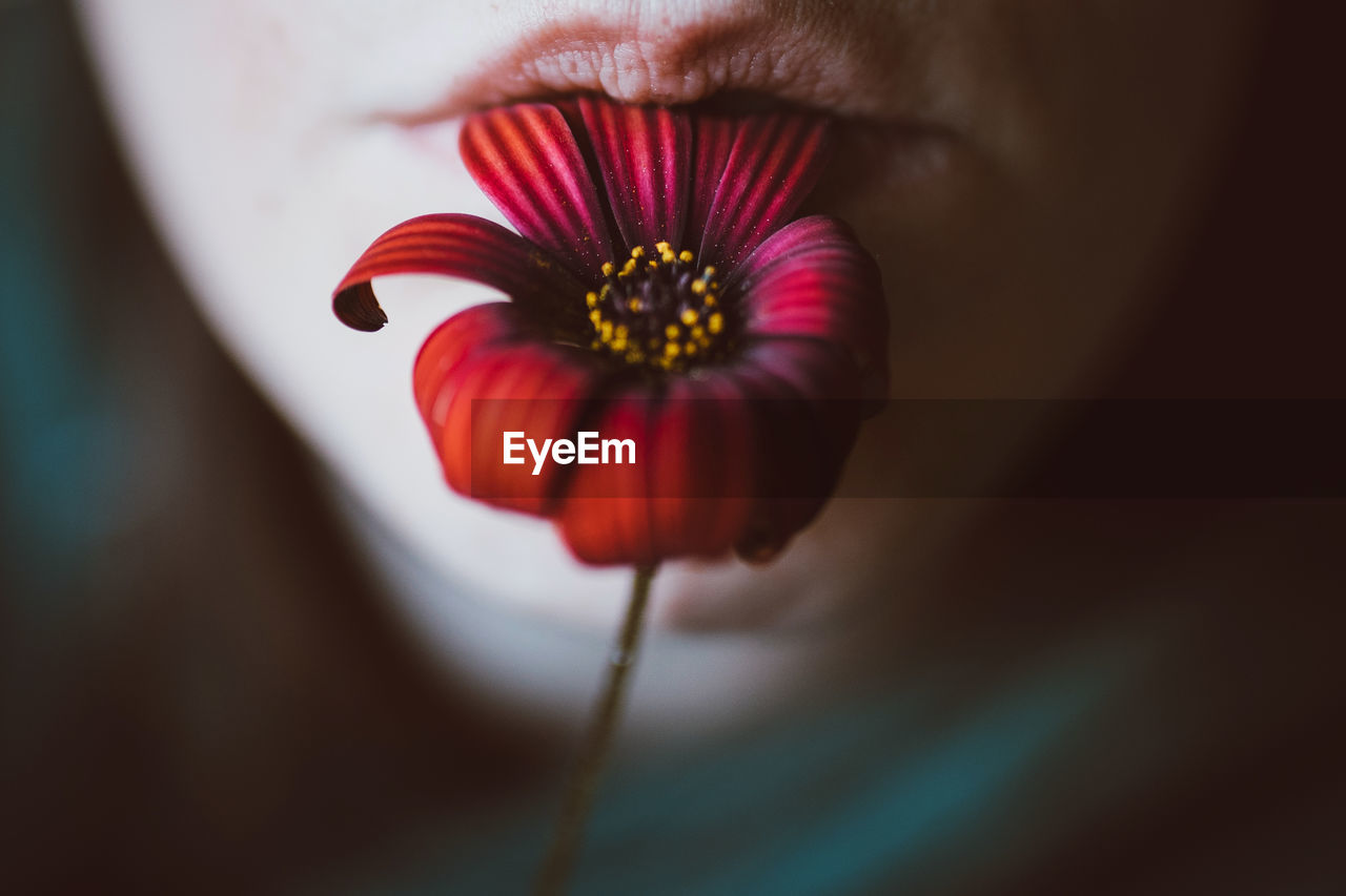 Closeup of crop anonymous female with colorful blossoming flower with gentle petals in mouth