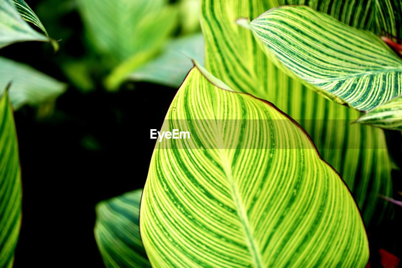 Close-up of palm leaves