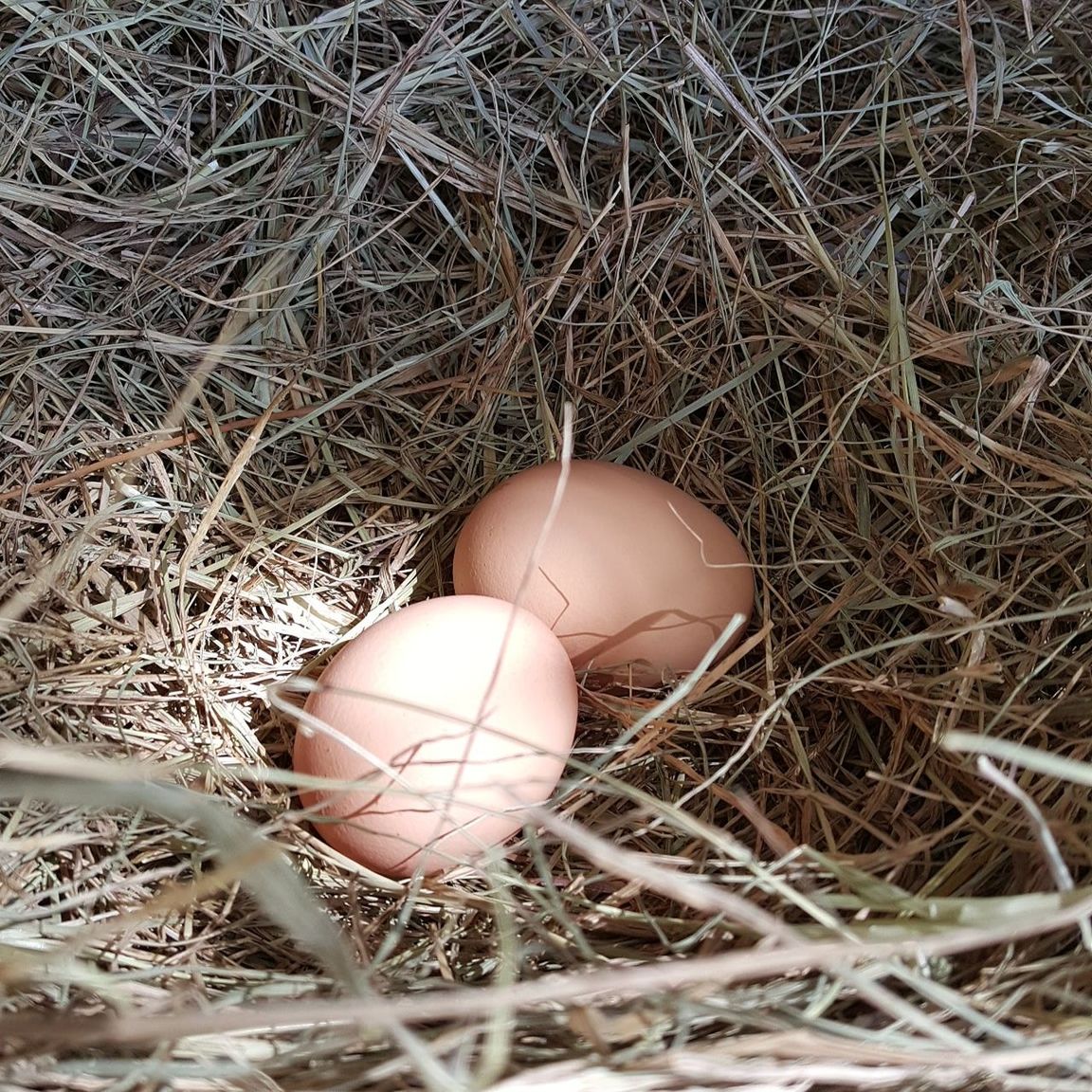 Close-up of animal eggs on hay 