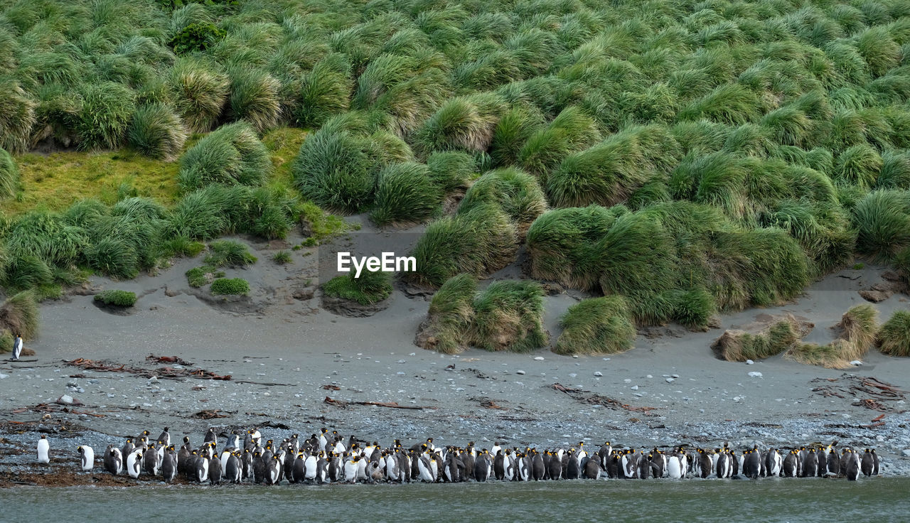 Penguins at beach