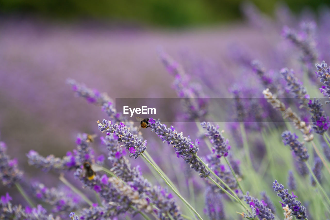 Close-up of insect on purple flowering plant