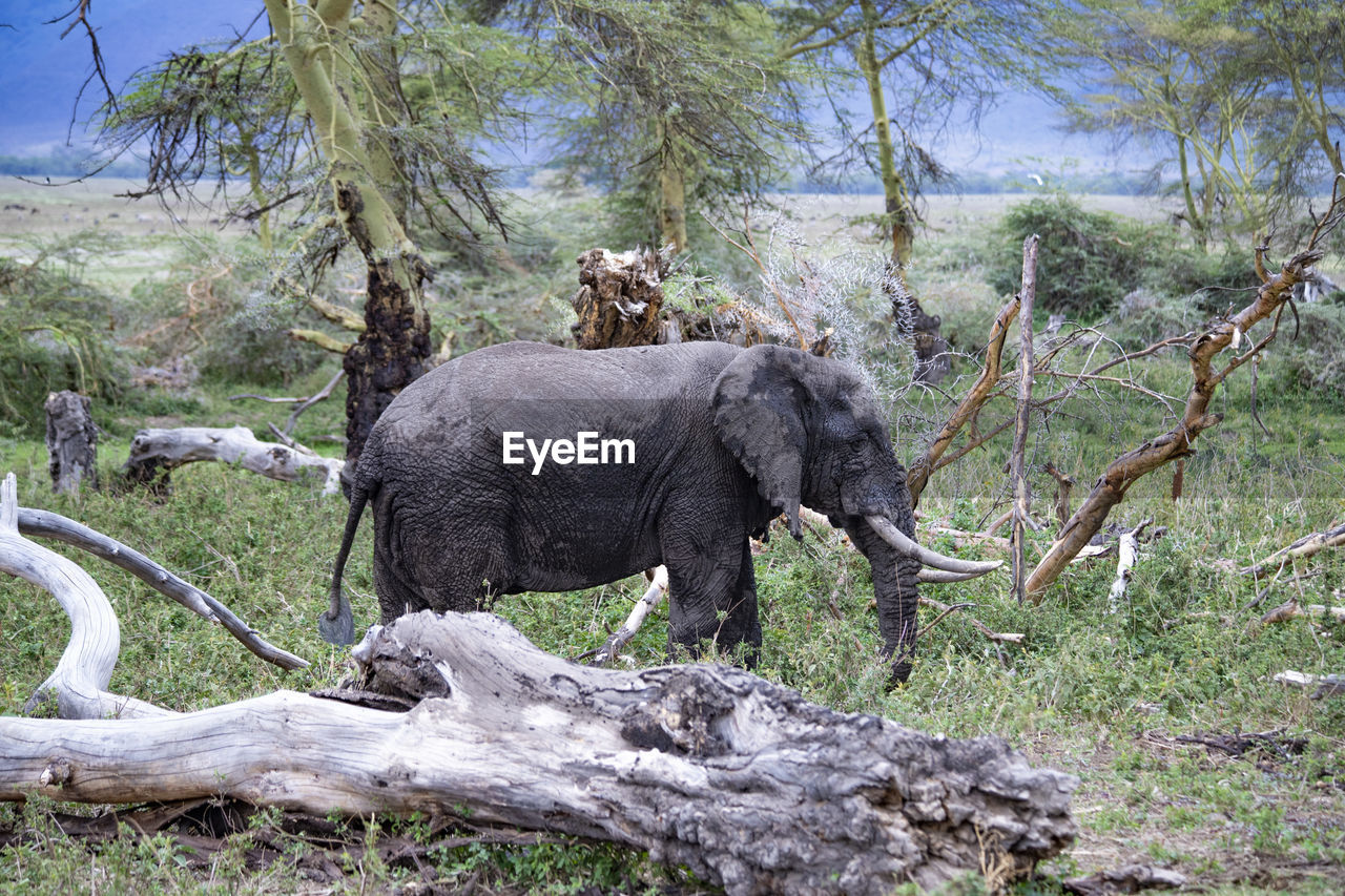 animal, animal themes, animal wildlife, tree, mammal, wildlife, plant, nature, elephant, no people, one animal, wilderness, land, trunk, indian elephant, african elephant, day, adventure, safari, forest, environment, outdoors, tree trunk, landscape, beauty in nature, side view, grass, full length, animal body part, branch