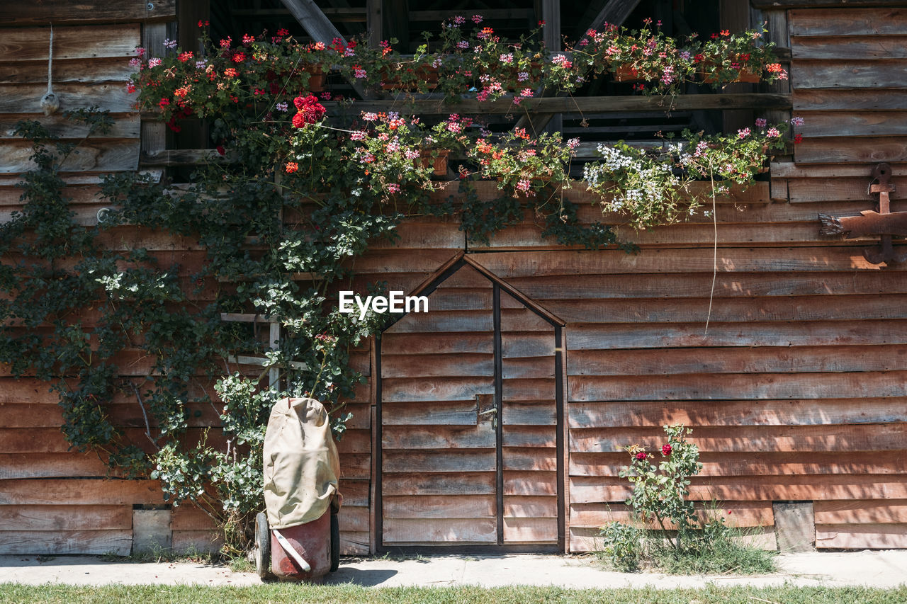 REAR VIEW OF WOMAN BY FLOWER PLANTS AGAINST BUILDING