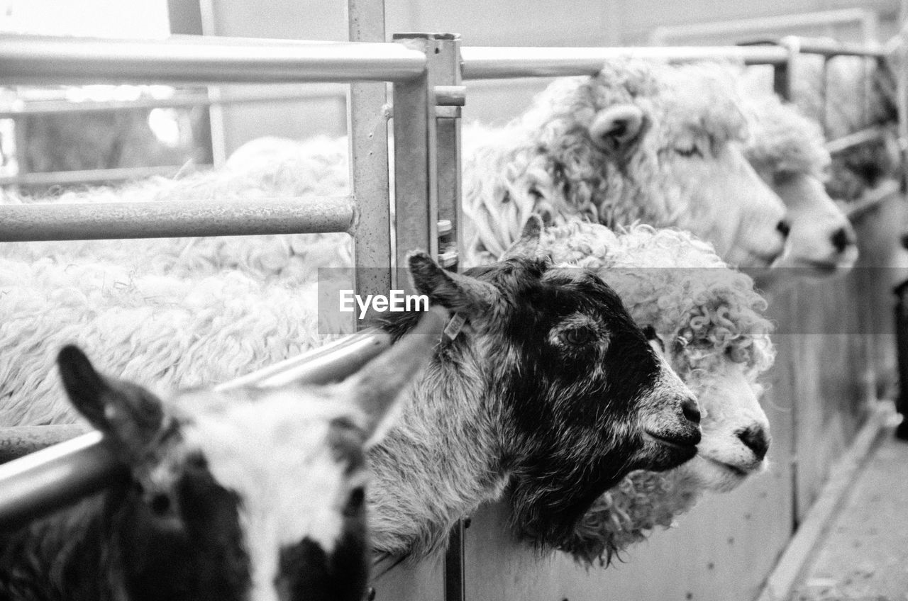 Goats and sheep at farm