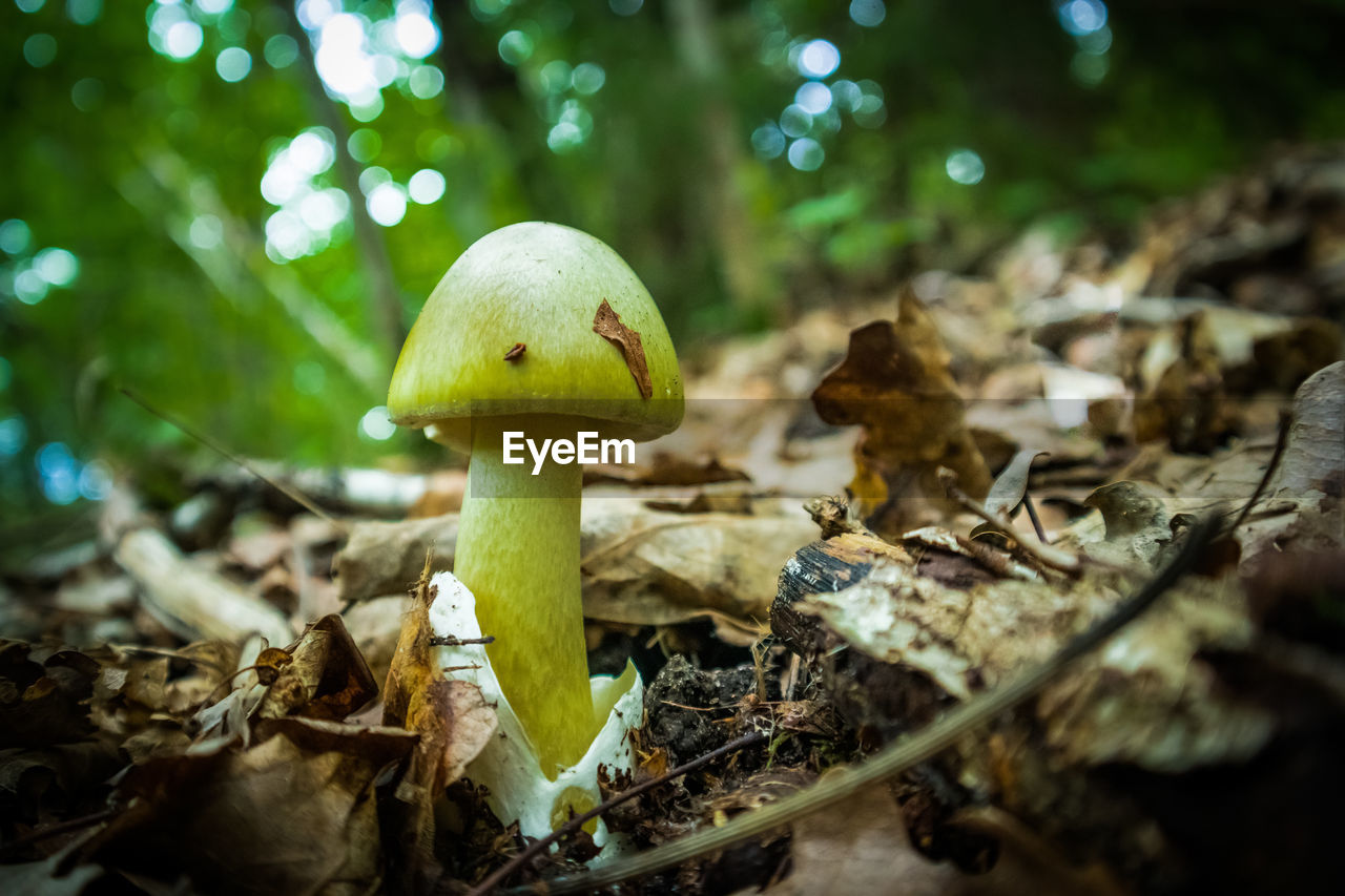 Beautiful, poisonous fly agaric growing in the forest. non-edible mushroom in northern europe.