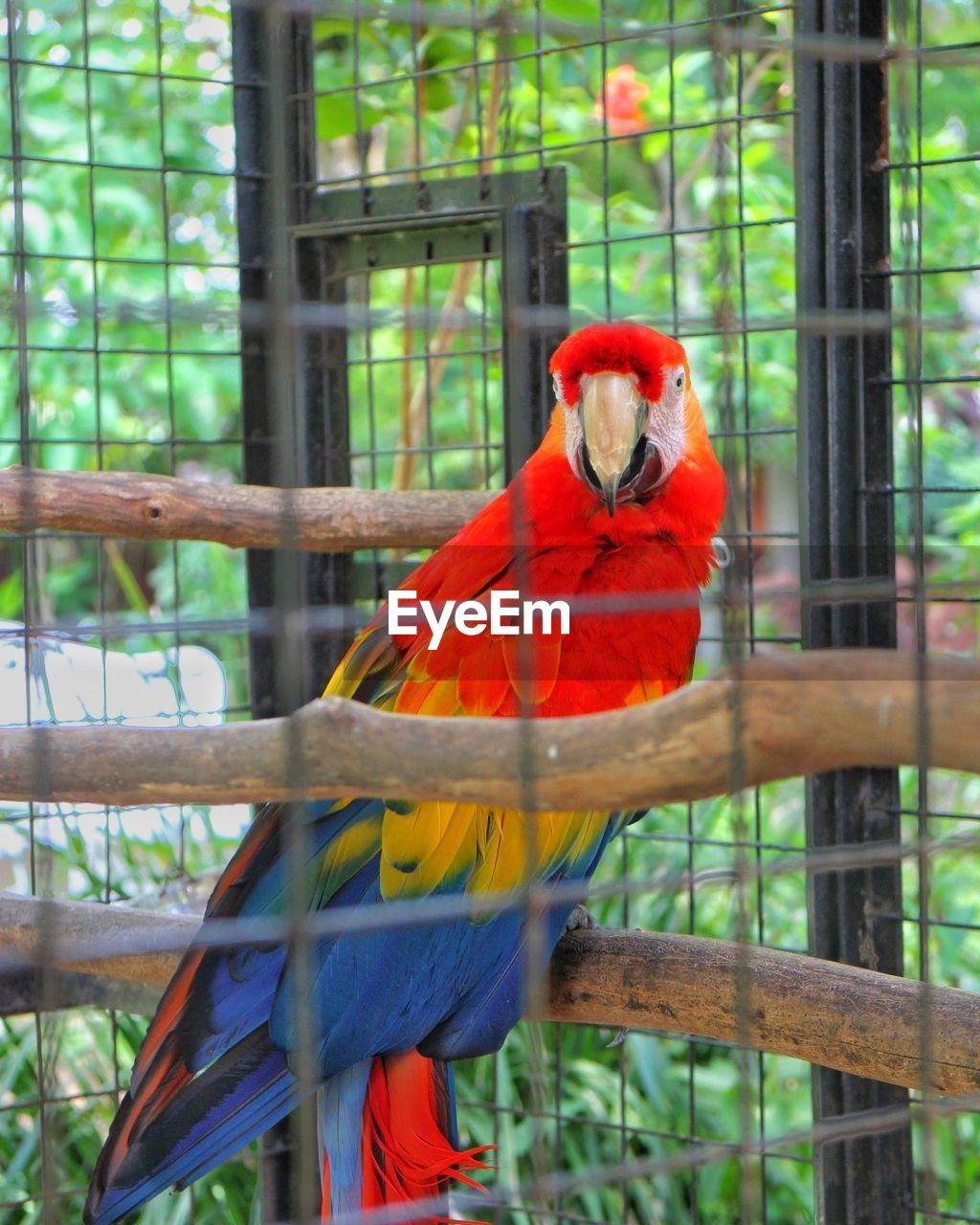 CLOSE-UP OF RED BIRD PERCHING ON CAGE