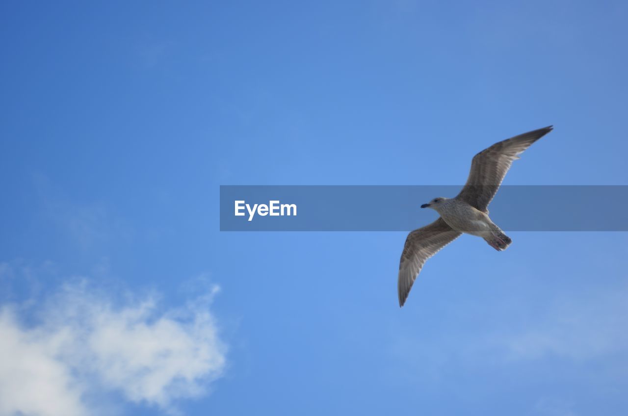 LOW ANGLE VIEW OF SEAGULL FLYING AGAINST SKY