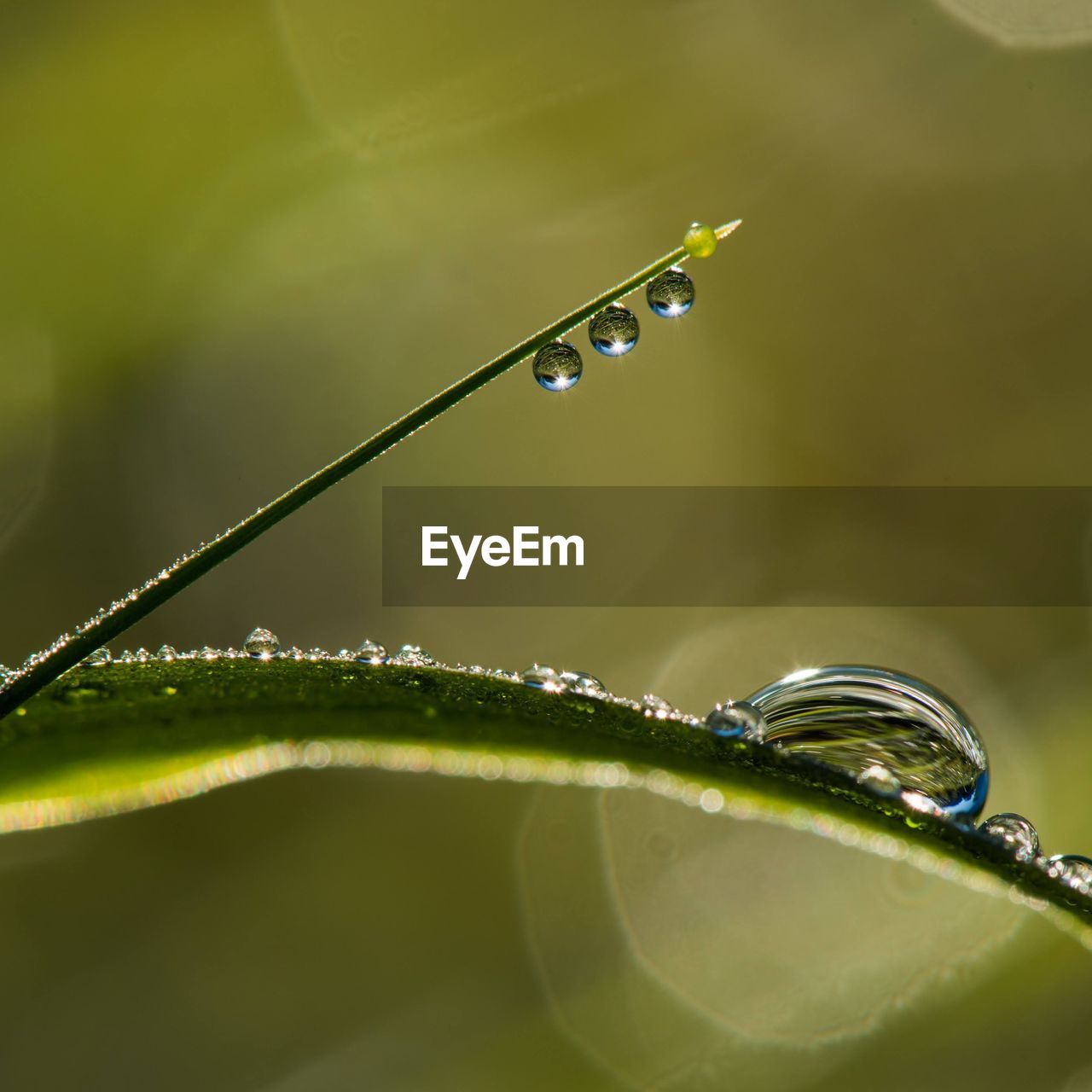 CLOSE-UP OF RAINDROPS ON LEAF