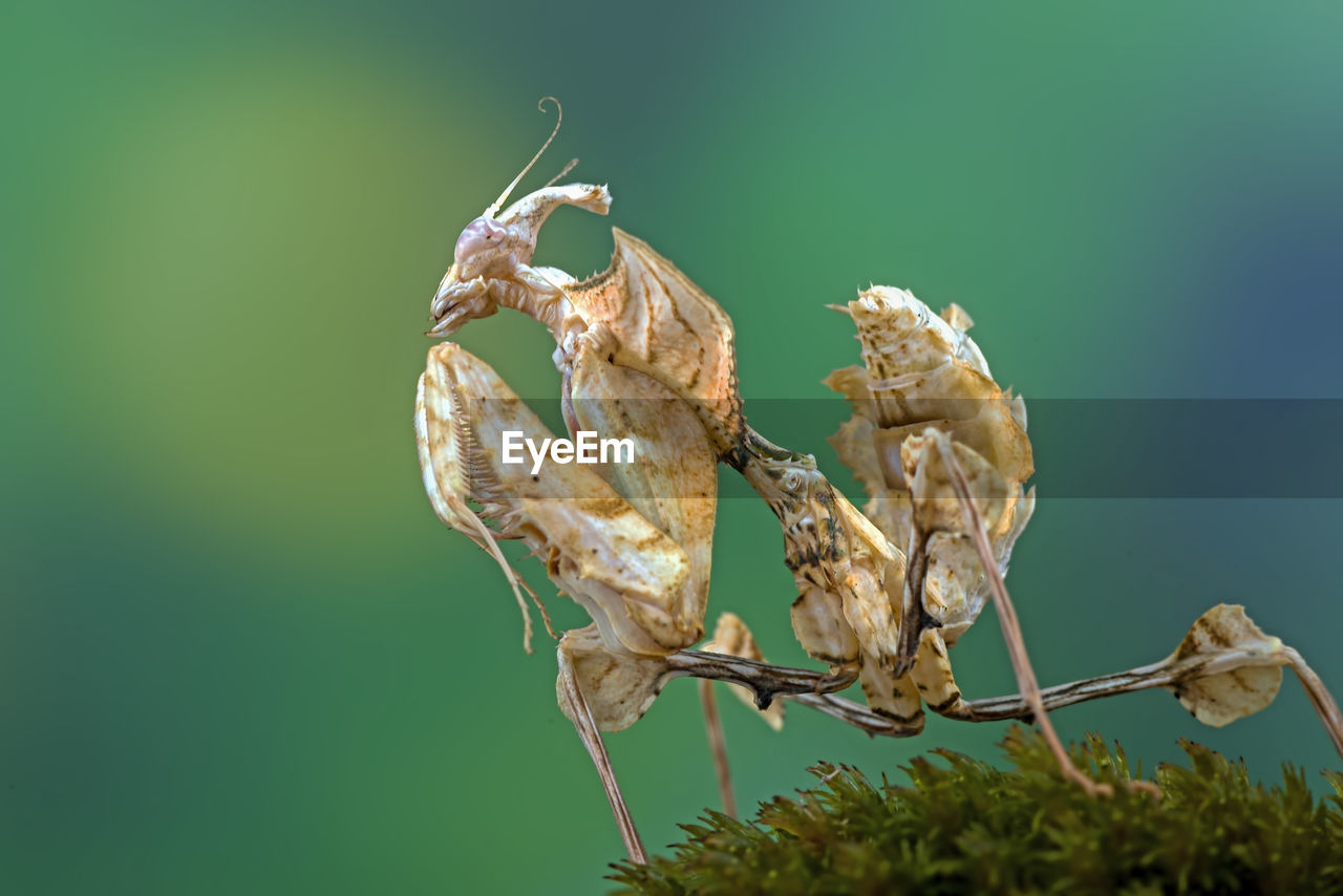 Close-up of a dead leaf mantis on plant