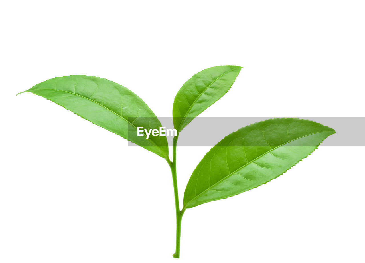 CLOSE-UP OF PLANT AGAINST WHITE BACKGROUND