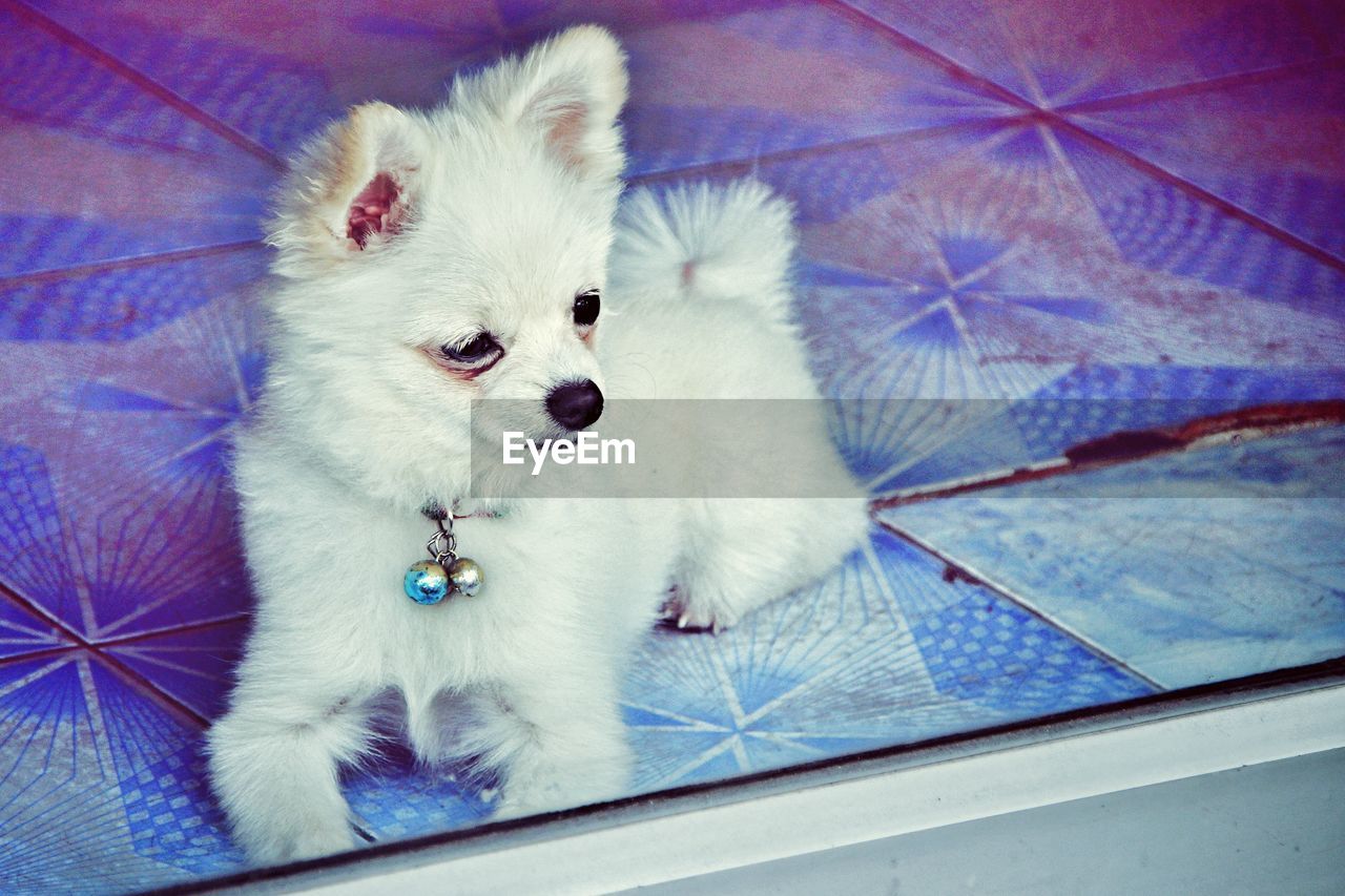 HIGH ANGLE VIEW OF WHITE DOG LOOKING AT CAMERA