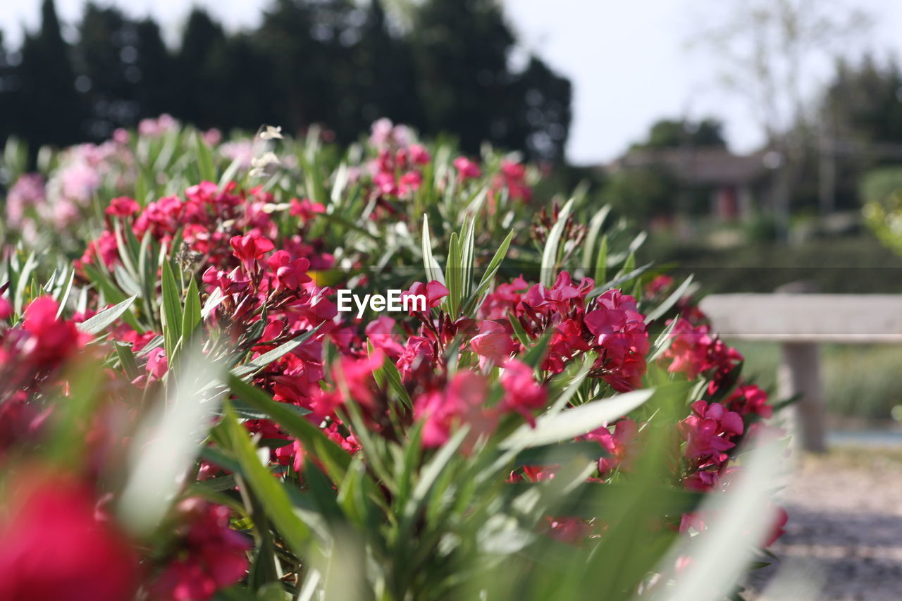 Close-up of pink flowering plants in park