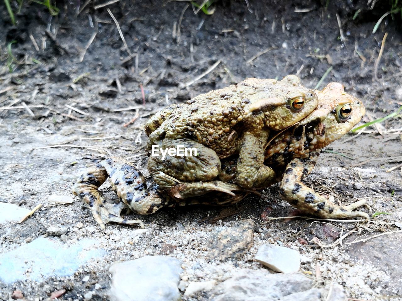 animal themes, animal, animal wildlife, wildlife, toad, one animal, frog, reptile, nature, no people, amphibian, true frog, day, land, outdoors, high angle view, field, close-up, crocodile