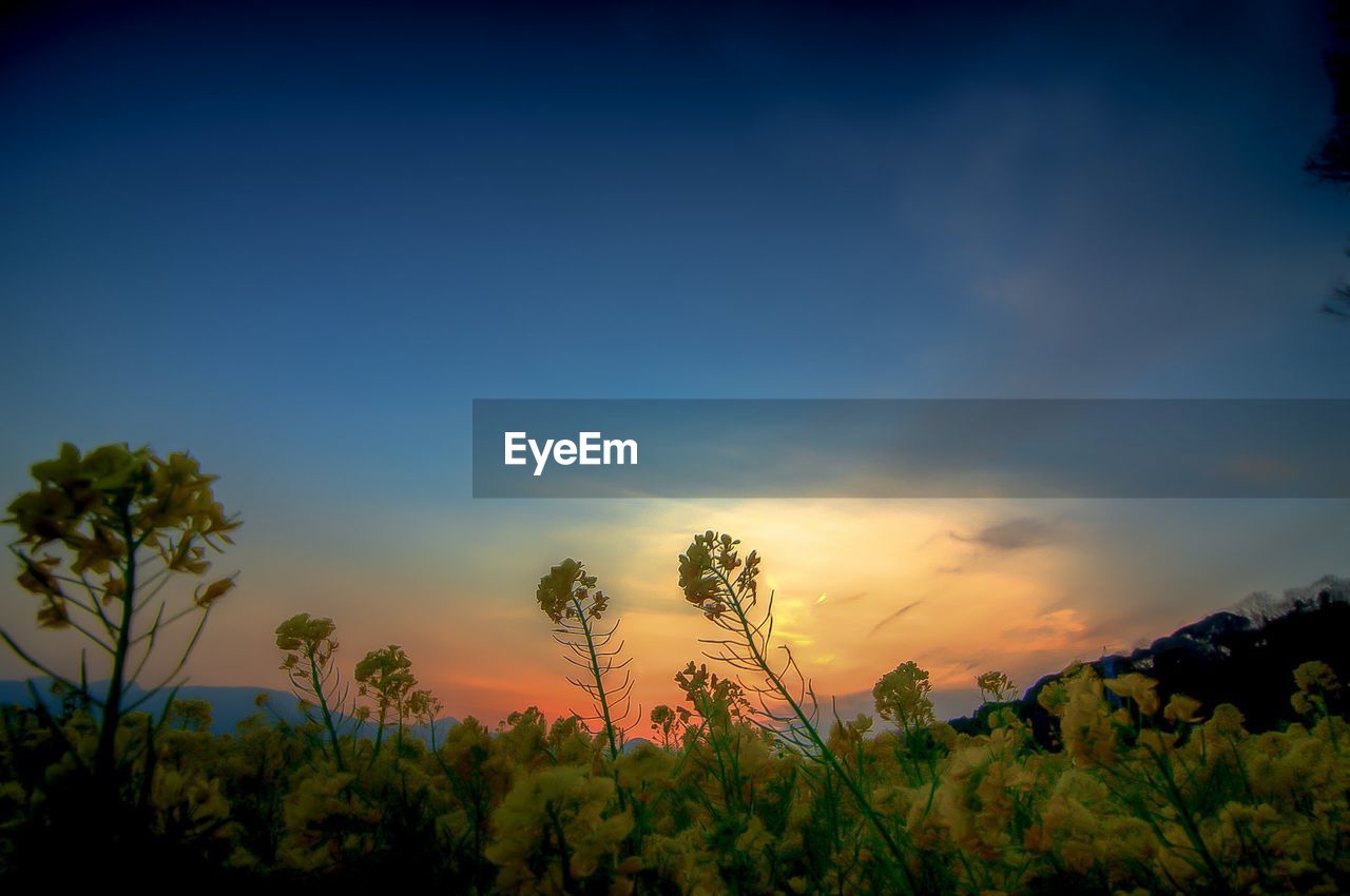 Yellow flowers blooming on field during sunset