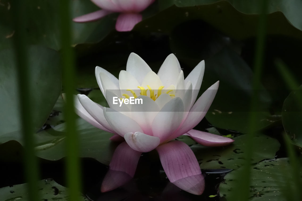 CLOSE-UP OF LOTUS WATER LILY