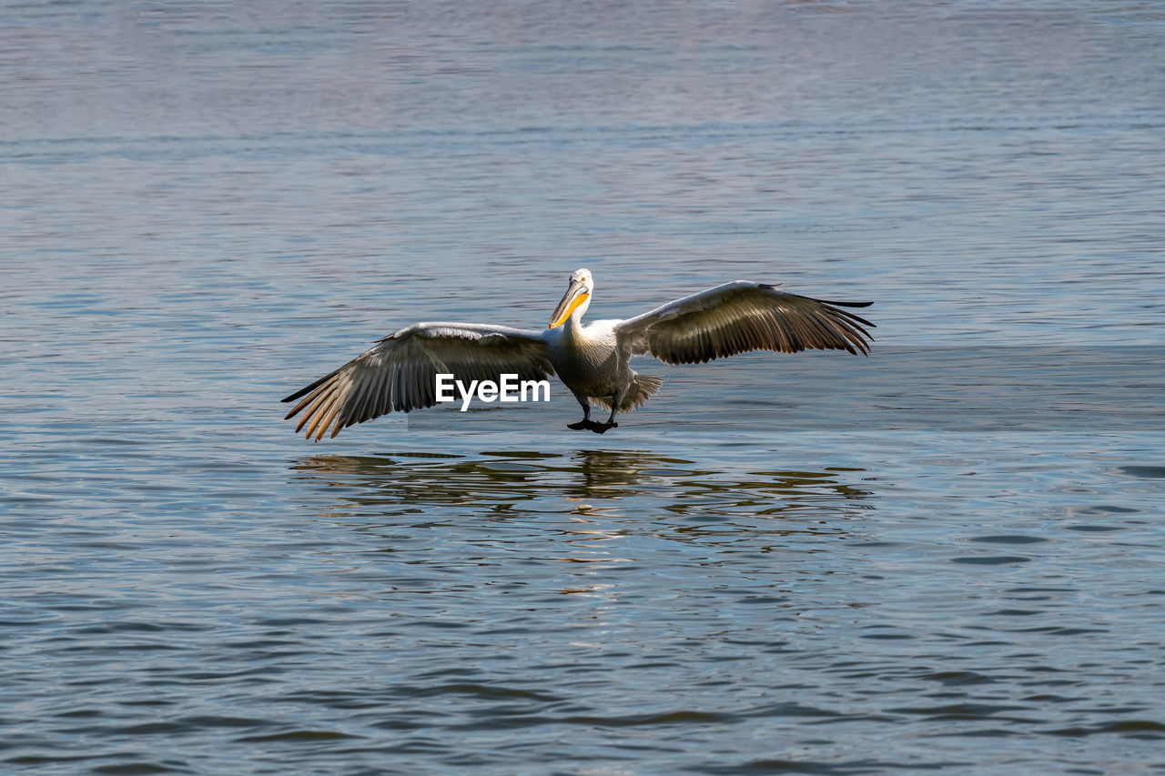 DUCK FLYING OVER LAKE