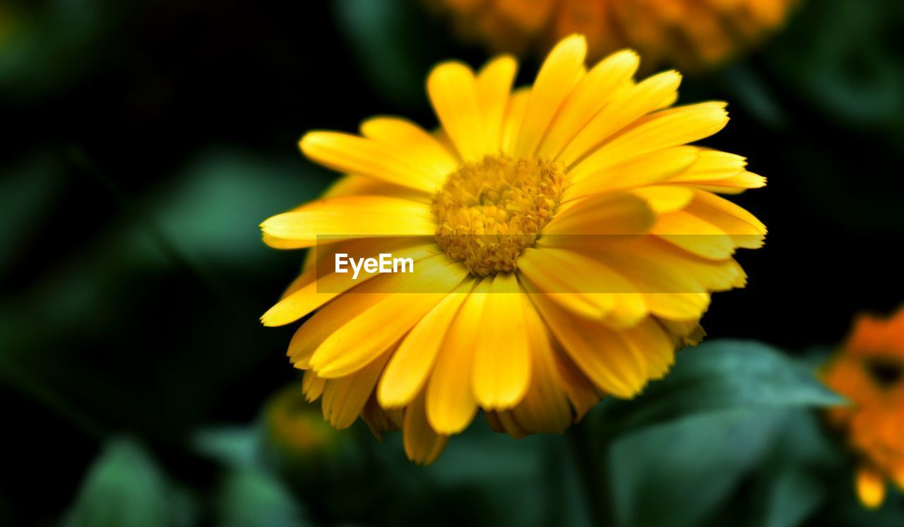 YELLOW FLOWER BLOOMING OUTDOORS