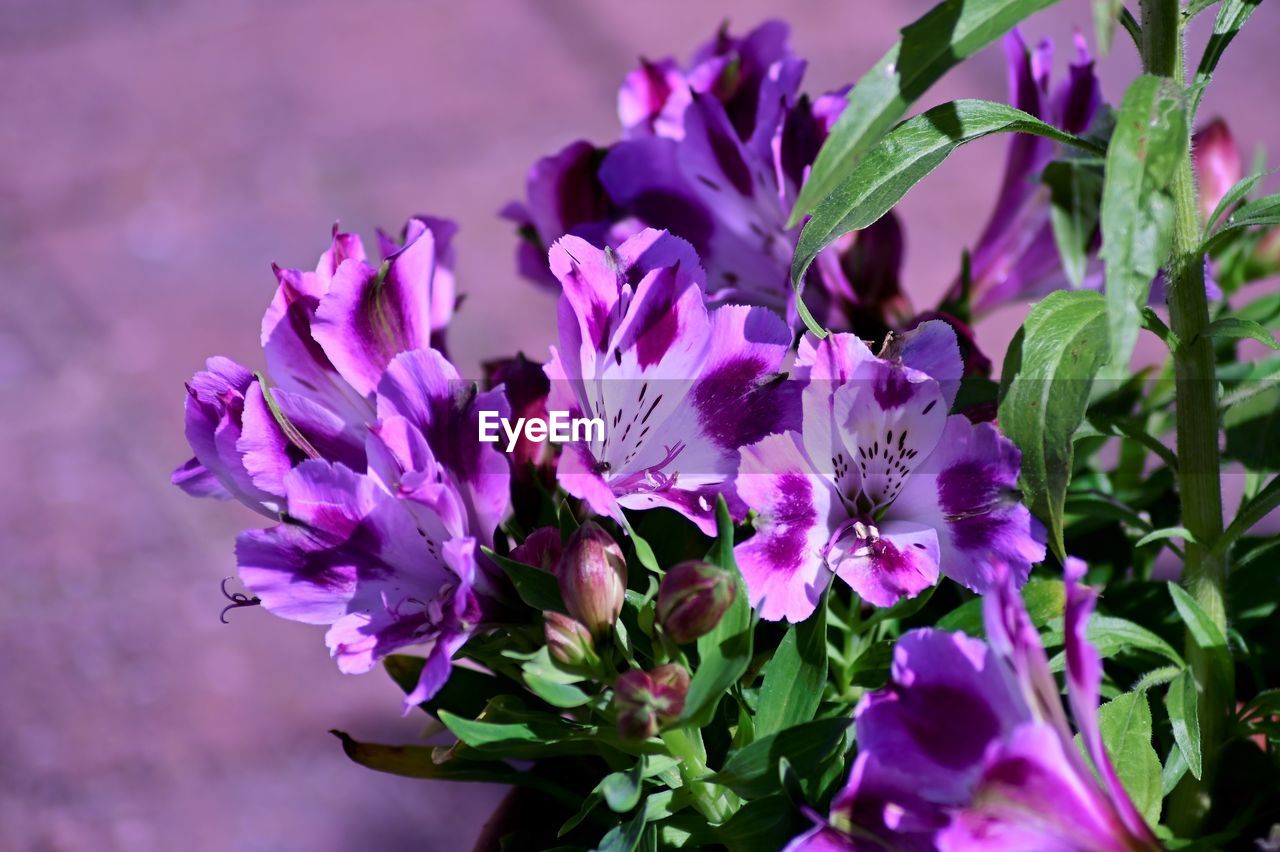 Close-up of purple flowering plants