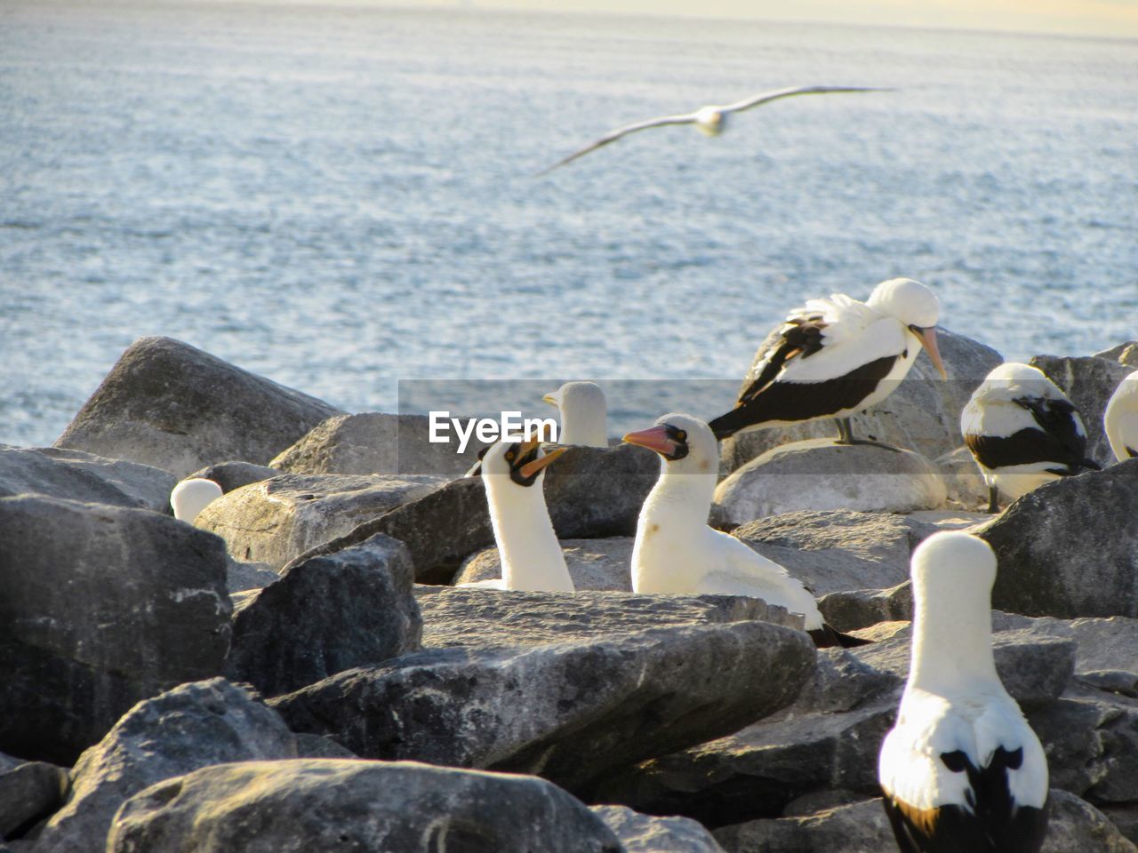 SWANS ON ROCKS BY SEA