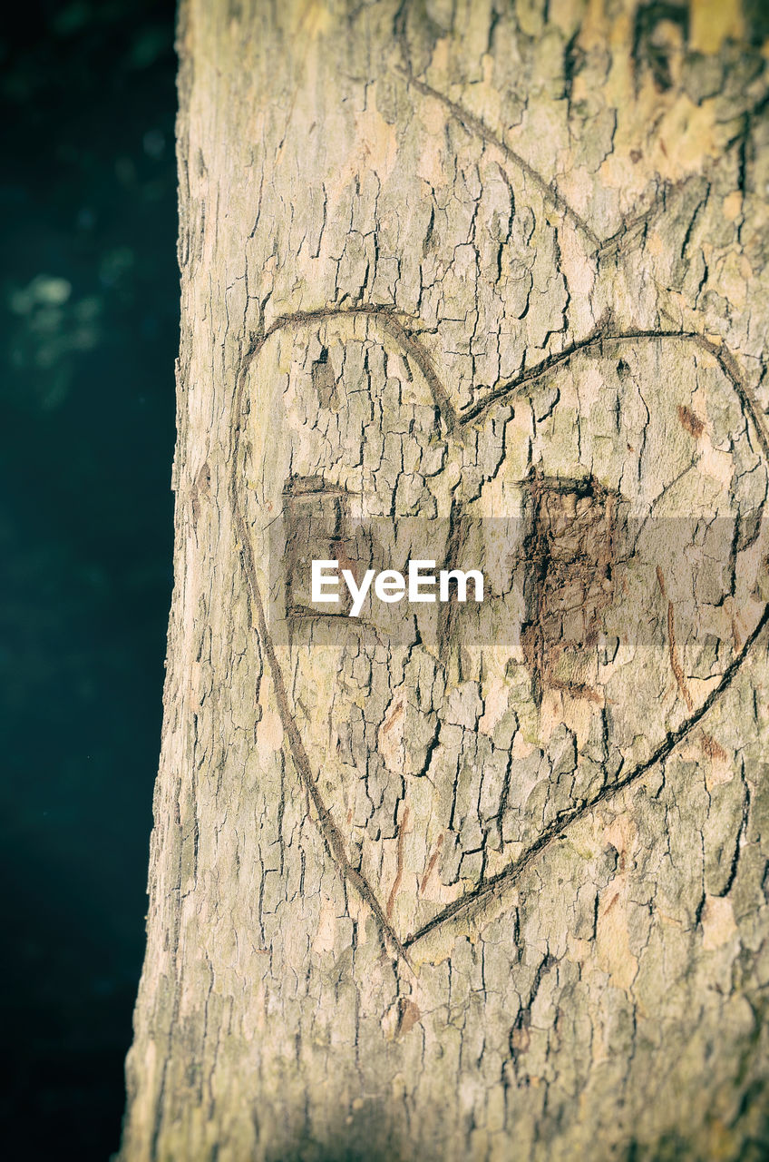 CLOSE-UP OF TREE TRUNK ON BARK