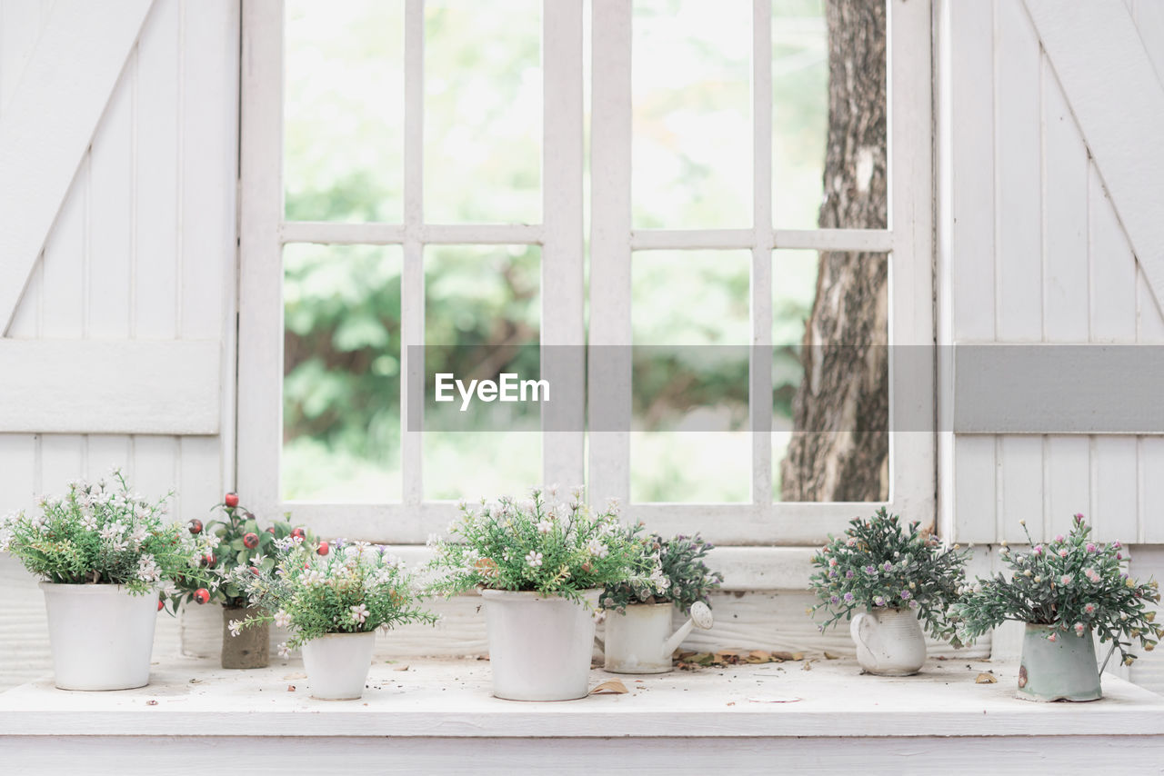 Potted plants on window sill