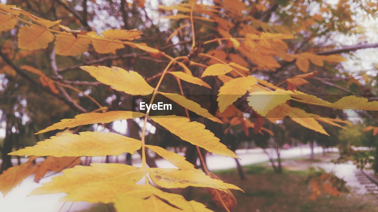 CLOSE-UP OF MAPLE LEAVES ON TREE