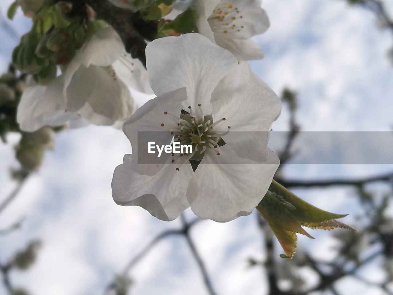 CLOSE-UP OF WHITE CHERRY BLOSSOMS ON TREE